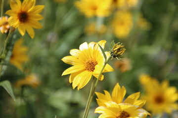 yellow flowers, Banff National Park, Alberta