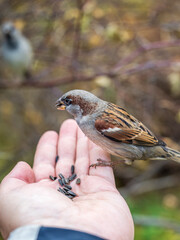 Sparrow eats seeds from a man's hand