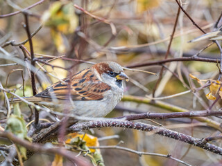 Sparrow sits on a branch without leaves.