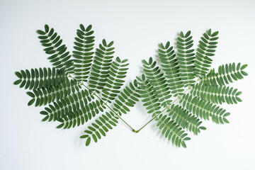 leaf on white isolated background