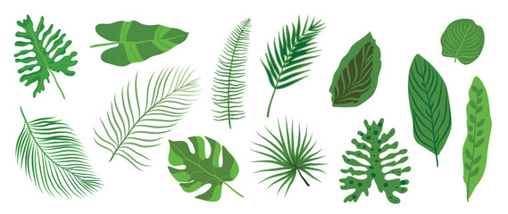 Hand painted tropical leaves vector set. Botanical different type exotic  foliage, jungle plant, monstera and palm leaves isolated on white background. Design for cosmetic, product, spa, decoration.