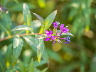 Flowers of Fireweed, Chamaenerion angostifolium on a sunny summer day
