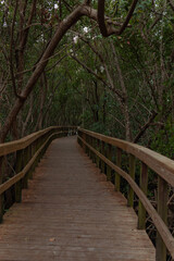 Wooden path, Wooden bridge, bridge in the forest, Forest, Vegetation, path of trees, Path, Trail to the lake, Kiplinger Nature Preserve, Stuart, Florida