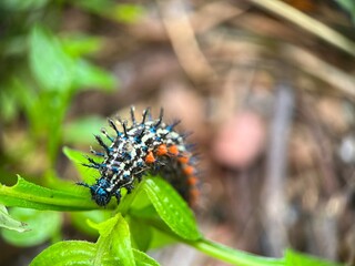 Selective focus view moth caterpillar walking on wood branch with blurred background. Macro photography.