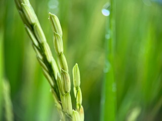 Selective focus of green paddy rice under the sunlight with blur background. Macro photography.