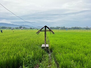 Beautiful view of farmer's hut in the middle of rice field located in Yogyakarta, Indonesia.