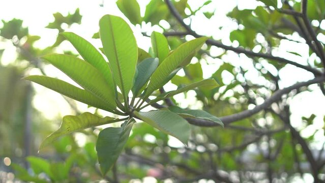 Frangipani plant leaves in the garden on a flare background. Daun bunga kamboja