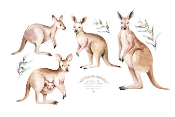 Watercolor australian cartoon kangaroo isolated on white background. Australian kangaroos set kids illustration. Nursery art