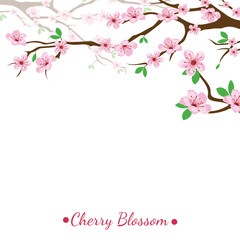 cherry blossom vector illustration design for hello spring