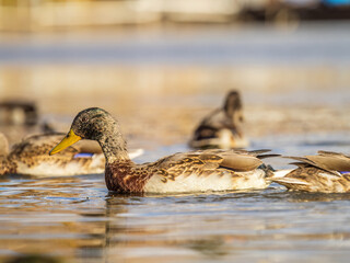 Mallard female Duck swims in the pond.