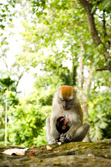 Long-tailed macaque or Macaca fascicularis mother hugging its baby while breastfeeding showing love and affection (Primate day), Padang, Indonesia