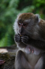 Portrait of the adult female long-tailed macaque (Macaca fascicularis) sits eating peanuts in the forest, Padang, Indonesia