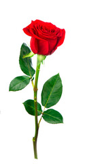 Several red rose on a white background