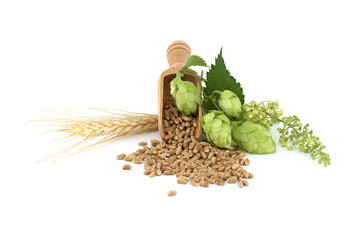 Sprig of green hops and wheat grain over white