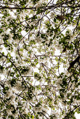 cherry blossom tree white flagstaff arizona flowers flower nature beautiful green cherry looking up trees plants park