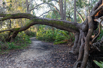 Path in Preserve