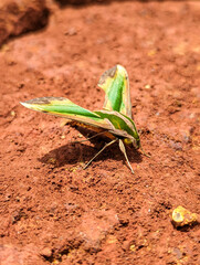Close up of a hawk moth green and yellow in color also named pergesa acteus standing on the mud in the ground  