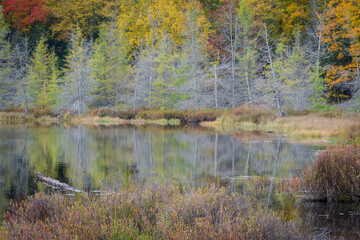 Autumn color on a secluded Northwoods lake.  Vilas County, WI.