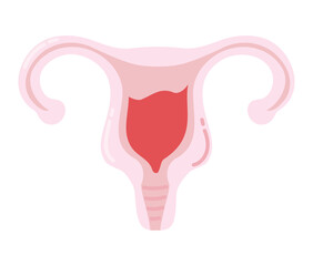 uterus and menstruation