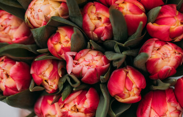 Obraz na płótnie Canvas red and yellow tulips
