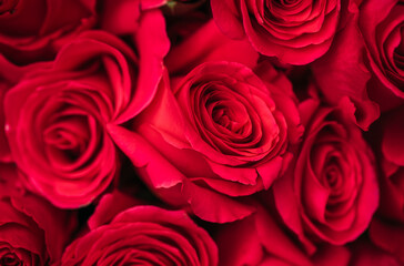 red roses background. Mother day