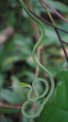 oriental whip snake in the grass