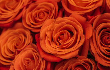 Fototapeta premium bouquet of roses. Mother day. Gifts. Happy day