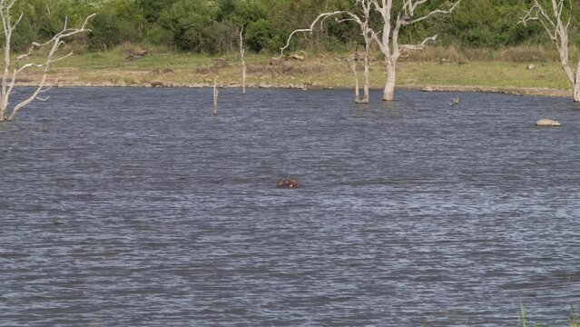A wide scenic view of two hippos that are deep in flowing water; they rear up to attack each other with their mouths wide open to show dominance.