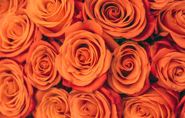 red roses background
