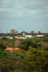 Fototapeta na wymiar view of the city tree green miami 
