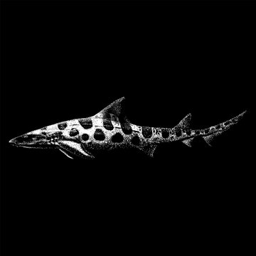 Leopard Shark hand drawing vector isolated on black background.
