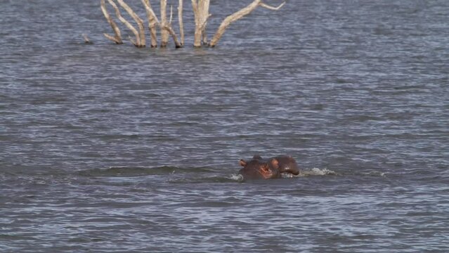 A wide scenic view of two hippos that are deep in flowing water; they rear up to attack each other with their mouths wide open to show dominance.   