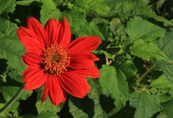 flowers and leaves.