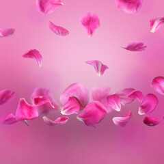 Beautiful peony petals falling on bright pink background