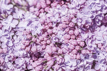 Purple terry Lilac flower petals. Macro flowers background for holiday design. Soft focus