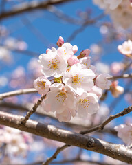 Japan Cherry Blossoms 2023