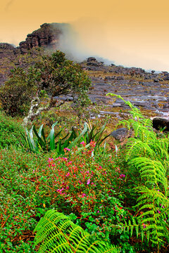 Mount Roraima, also known as Roraima tepui, Mount Roraima Roraima or just with 2810 meters, is the highest plateaus chain tepuis (table mountains) saw Pacaraima point in South Amer