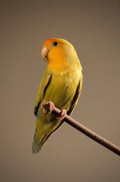 Pet Parrots