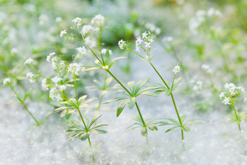 Small white flowers growing from a bed of cottonwood
