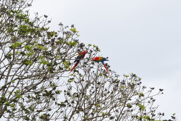 A pair of scarlet macaws (Ara macao) perched on a tree near the frontier town of Pimenteiras do Oeste, Rondonia state, Brazil