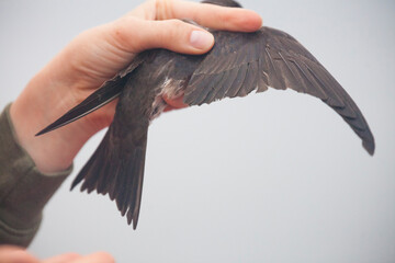 Biologist measuring feathers of purple martin (Progne subis) bird, BC Purple Martin Recovery Program, Crescent Beach, British Columbia, Canada