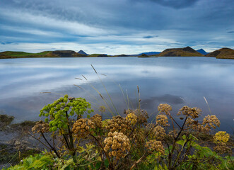 Myvatn brown and green angelica plants and pseudo craters on south shore, Iceland