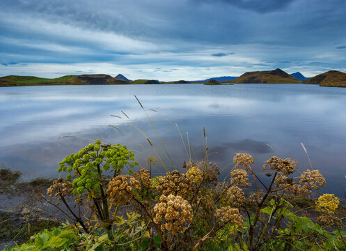 Myvatn brown and green angelica plants and pseudo craters on south shore, Iceland