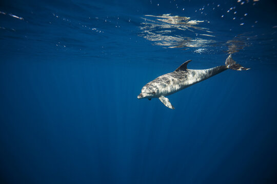 An Indo Pacific Bottelenose Dolfin swimming in the blue, Red Sea, near Marsa Sharga, about 20 kilometers north of Marsa Alam.