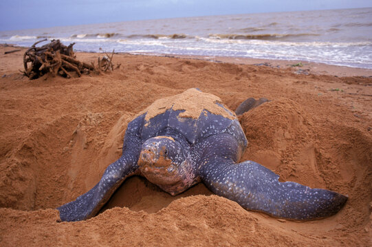 A turtle buries eggs on a beach, Suriname, South America.