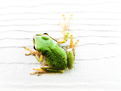 A high-key image of a green tree frog on a white wall