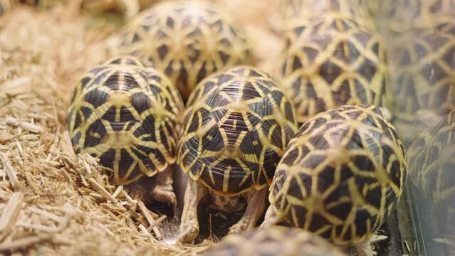 Cute Indian Star Tortoise Inside The Enclosure In A Pet Shop. Close up