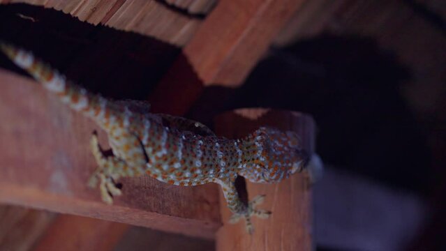 Tokay Gecko (Gekko Gecko) Crawls In Wooden Ceiling. Close up