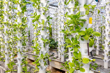 Sustainable Agriculture. Hydroponics based production method farm. Wellness, healthy and sustainable food sourcing concept. Vertical Farming.