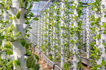 Sustainable Agriculture. Hydroponics based production method farm. Wellness, healthy and...